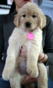 ゴールデンレトリーバー子犬販売情報、ゴールド、女の子（メス）、2012年09月22日産まれ、茨城県ブリーダー、ID121104668847
