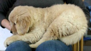 ゴールデンレトリーバー子犬販売情報、ゴールド、女の子（メス）、2012年09月22日産まれ、茨城県ブリーダー、ID121104668847