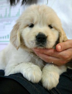 ゴールデンレトリーバー（レトリバー）子犬販売情報、男の子（オス）、ゴールド、2012年09月22日生れ、茨城県ブリーダー、ID121104726068