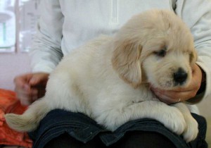 ゴールデンレトリーバー（レトリバー）子犬販売情報、男の子（オス）、ゴールド、2012年09月22日生れ、茨城県ブリーダー、ID121104726068