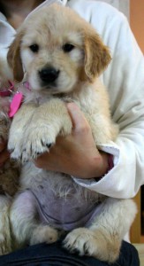 ゴールデンレトリーバー（レトリバー）子犬販売情報、女の子（メス）、ゴールド、2012年09月22日生れ、茨城県ブリーダー、ID121104791067