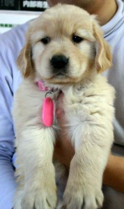 ゴールデンレトリーバー子犬販売、ゴールド、メス、2012年10月04日産まれ、茨城県ブリーダー、ID121104791452
