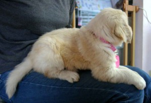 ゴールデンレトリーバー子犬販売、ゴールド、メス、2012年10月04日産まれ、茨城県ブリーダー、ID121104791452