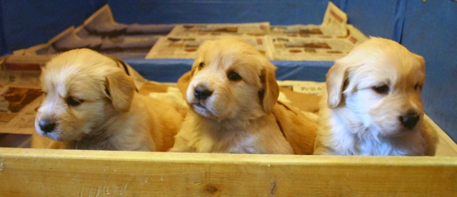 ゴールデンレトリーバー子犬販売、オス、ゴールド、2012年10月04日生れ、茨城県ブリーダー、ID121104937834