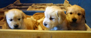 ゴールデンレトリーバー子犬販売、オス、ゴールド、2012年10月04日生れ、茨城県ブリーダー、ID121104937834