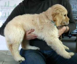 ゴールデンレトリーバー子犬販売情報、ゴールド、男の子（オス）、2012年09月22日産まれ、茨城県ブリーダー、ID121104966789