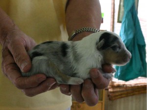 シェットランドシープドッグ(シェルティー）子犬販売情報、ブルーマール、男の子（オス）、2013年05月10日産まれ、埼玉県ブリーダー、ID130525002