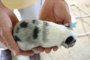 シェットランドシープドッグ(シェルティー）子犬販売情報、ブルーマール、男の子（オス）、2013年05月10日産まれ、埼玉県ブリーダー、ID130525002