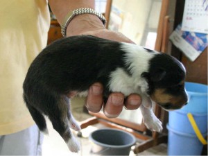 シェットランドシープドッグ（シェルティー）子犬販売情報、トライカラー、男の子（オス）、2013年05月10日産まれ、埼玉県ブリーダー、ID130525003