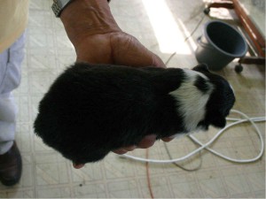 シェットランドシープドッグ（シェルティー）子犬販売情報、トライカラー、男の子（オス）、2013年05月10日産まれ、埼玉県ブリーダー、ID130525003