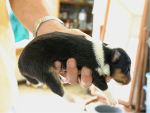 シェットランドシープドッグ(シェルティー）子犬販売情報、トライカラー、男の子（オス）、2013年05月10日産まれ、埼玉県ブリーダー、ID130525004