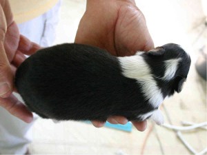 シェットランドシープドッグ(シェルティー）子犬販売情報、トライカラー、男の子（オス）、2013年05月10日産まれ、埼玉県ブリーダー、ID130525004