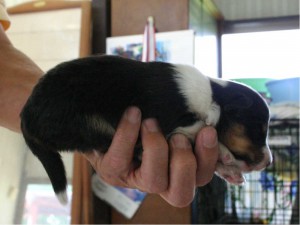 シェットランドシープドッグ(シェルティー）子犬販売情報、トライカラー、男の子（オス）、2013年05月10日産まれ、埼玉県ブリーダー、ID130525005