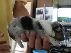 シェットランドシープドッグ(シェルティー）子犬販売情報、ブルーマール、男の子（オス）、2013年05月10日産まれ、埼玉県ブリーダー、ID130525006