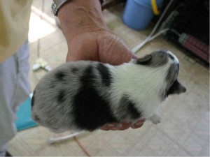 シェットランドシープドッグ(シェルティー）子犬販売情報、ブルーマール、男の子（オス）、2013年05月10日産まれ、埼玉県ブリーダー、ID130525006