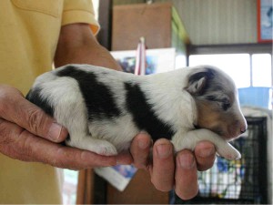 シェットランドシープドッグ(シェルティー）子犬販売情報、ブルーマール、男の子（オス）、2013年05月10日産まれ、埼玉県ブリーダー、ID130525007