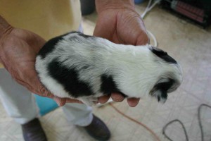 シェットランドシープドッグ(シェルティー）子犬販売情報、ブルーマール、男の子（オス）、2013年05月10日産まれ、埼玉県ブリーダー、ID130525007