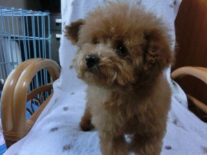トイプードル子犬販売、レッドに近いアプリコット、女の子（メス）、2012年12月28日生まれ、茨城県ブリーダー、ID2012/12/28-004。2枚目