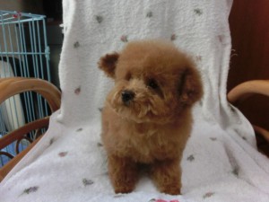 トイプードル子犬販売、レッドに近いアプリコット、女の子（メス）、2012年12月28日生まれ、茨城県ブリーダー、ID2012/12/28-004。3枚目