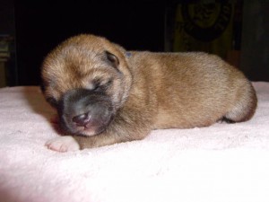 柴犬子犬販売、赤毛（赤柴）、男の子（オス）、2013年03月18日産まれ、大阪府ブリーダー、ID20130318-001