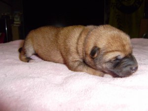 柴犬子犬販売、赤毛（赤柴）、男の子（オス）、2013年03月18日産まれ、大阪府ブリーダー、ID20120318-002