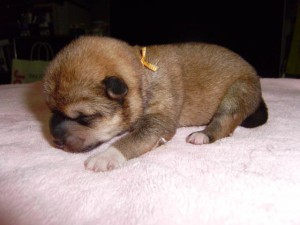 柴犬子犬販売、赤毛（赤柴）、女の子（メス）、2013年03月18日産まれ、大阪府ブリーダー、ID20120318-003