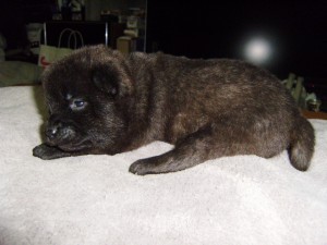 甲斐犬子犬販売、虎毛、女の子（メス）、2013年04月02日産まれ、大阪府ブリーダー、ID20130402-001