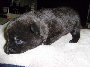 甲斐犬子犬販売、虎毛、女の子（メス）、2013年04月02日産まれ、大阪府ブリーダー、ID20130402-002