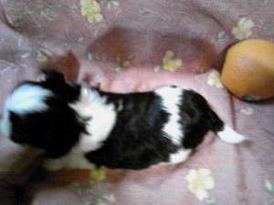 シーズー子犬販売、女の子（メス）、ブラック＆ホワイト、2013年5月10日産まれ、ID20130510-002