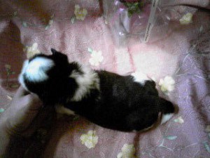 シーズー子犬販売、女の子（メス）、ブラウン＆ホワイト、2013年5月10日産まれ、東京都ブリーダー、ID20130510-003