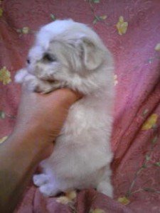 マルチーズ子犬販売、ホワイト、男の子（オス）、2013年4月27日産まれ、東京都ブリーダー、ID20130427-002