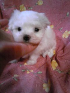 マルチーズ子犬販売、ホワイト、男の子（オス）、2013年4月27日産まれ、東京都ブリーダー、ID20130427-002