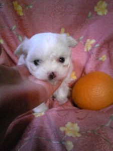 マルチーズ子犬販売、ホワイト、女の子（メス）、2013年04月27日産まれ、東京都ブリーダー、ID20130427-003