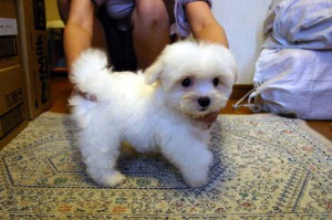 マルチーズ子犬販売、ホワイト、男の子（オス）、2013年4月27日産まれ、東京都ブリーダー、ID20130427-001