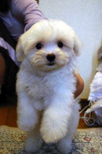 マルチーズ子犬販売、ホワイト、男の子（オス）、2013年4月27日産まれ、東京都ブリーダー、ID20130427-001