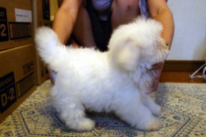 マルチーズ子犬販売、ホワイト、男の子（オス）、2013年4月27日産まれ、東京都ブリーダー、ID20130427-001