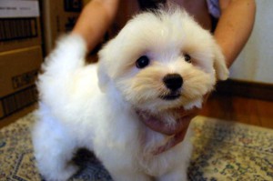 マルチーズ子犬販売、ホワイト、男の子（オス）、2013年4月27日産まれ、東京都ブリーダー、ID20130427-001
