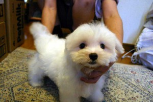 マルチーズ子犬販売、ホワイト、男の子（オス）、2013年4月27日産まれ、東京都ブリーダー、ID20130427-001