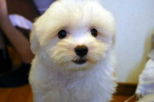 マルチーズ子犬販売、ホワイト、男の子（オス）、2013年4月27日産まれ、東京都ブリーダー、ID20130427-001