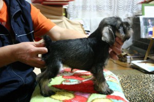 ミニチュアシュナウザー子犬販売、男の子（オス）、ソルト＆ペッパー、2013年9月19日産まれ、母JKC.CH、神奈川県ブリーダー、ID20130915002
