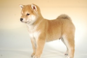 柴犬子犬販売、赤毛（赤柴）、男の子（オス）、2013年10月11日産まれ、千葉県ブリーダー、ID5123