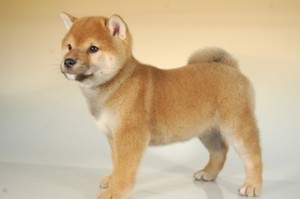 柴犬子犬販売、赤毛（赤柴）、男の子（オス）、2013年10月11日産まれ、千葉県ブリーダー、ID5124