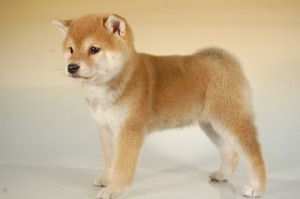 柴犬子犬販売、赤毛（赤柴）、女の子（メス）、2013年10月11日産まれ、千葉県ブリーダー、ID5125