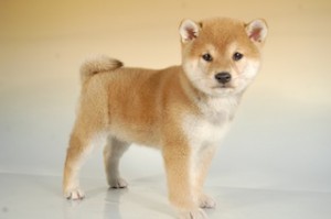 柴犬子犬販売、赤毛（赤柴）、女の子（メス）、2013年10月11日産まれ、千葉県ブリーダー、ID5125