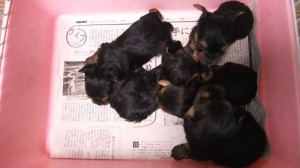 ヨークシャーテリア（ヨーキー）子犬販売、男の子（オス）、スチールブルータン、2013年11月07日産まれ、東京都ブリーダー、ID5038,ID5039