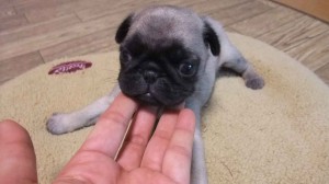 パグ子犬販売、フォーン、男の子（オス）、2013年11月10日産まれ、東京都ブリーダー、ID5037