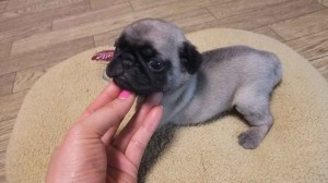 パグ子犬販売、フォーン、男の子（オス）、2013年11月10日産まれ、東京都ブリーダー、ID5037