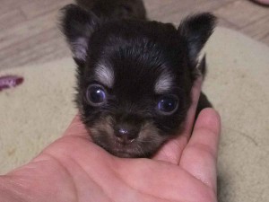 チワワロングコート子犬販売、女の子（メス）、チョコタン＆クリーム、2013年11月02日産まれ、東京都ブリーダー、ID5045