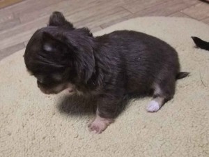 チワワロングコート子犬販売、男の子（オス）、チョコタン＆ホワイト、2013年11月02日産まれ、東京都ブリーダー、ID5044