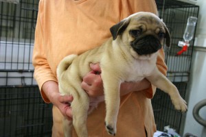 パグ子犬販売、フォーン、男の子（オス）、2013年06月28日産まれ、千葉県ブリーダー、High Quality Dog、ID4447